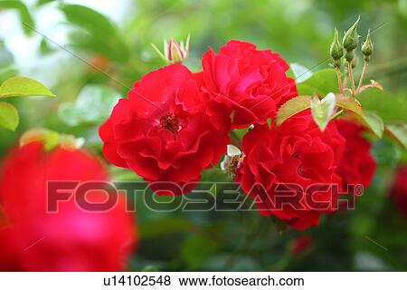 Red roses (Mainaufeuer ) View Large Photo Image Stock Photo - Red roses (Mainaufeuer ). Fotosearch