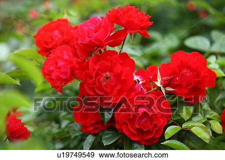 Stock Photo - Red roses (Mainaufeuer ). Fotosearch