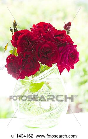 Red Roses View Large Photo Image Stock Image - Red Roses. Fotosearch