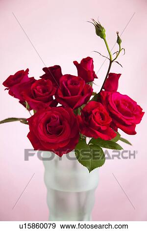 Red Roses View Large Photo Image Stock Photo - Red Roses. Fotosearch