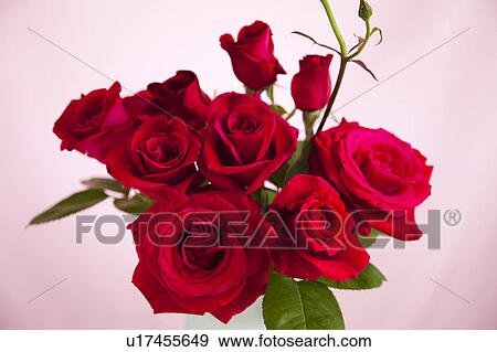Stock Photo - Red Roses. Fotosearch