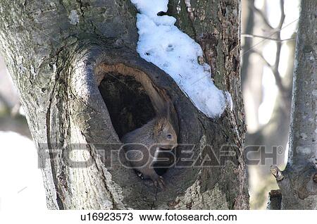 Red Squirrel View Large Photo Image Stock Image - Red Squirrel. Fotosearch
