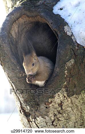Red Squirrel View Large Photo Image Stock Image - Red Squirrel. Fotosearch