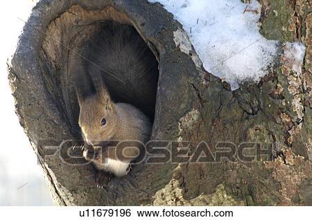 Red Squirrel View Large Photo Image Stock Photograph - Red Squirrel. Fotosearch