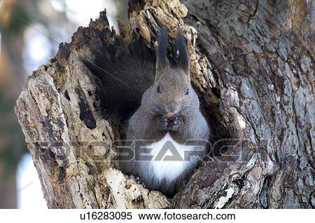 Stock Photography - Red Squirrel. Fotosearch