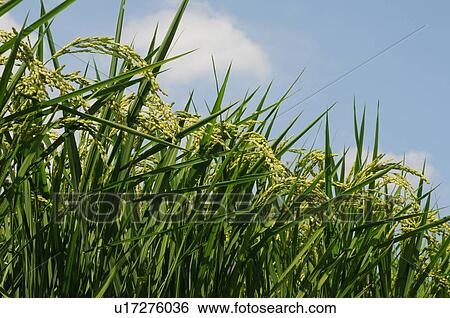 Stock Photograph - Rice crop, close-up, Hyogo Prefecture, Japan. Fotosearch