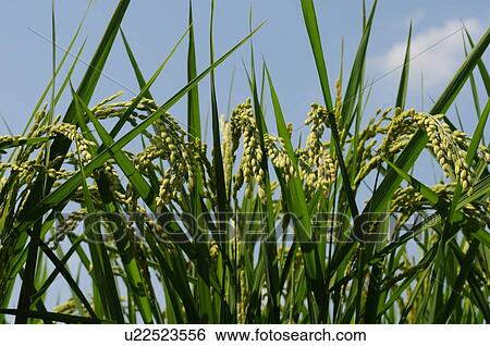 Rice crop, close-up, Hyogo Prefecture, Japan View Large Photo Image Stock Photograph - Rice crop, close-up, Hyogo Prefecture, Japan. Fotosearch