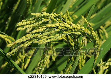 Stock Photograph - Rice crop, close-up, Hyogo Prefecture, Japan. Fotosearch