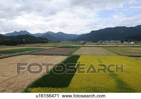 Rice field, Hyogo Prefecture, Japan View Large Photo Image Stock Image - Rice field, Hyogo Prefecture, Japan. Fotosearch