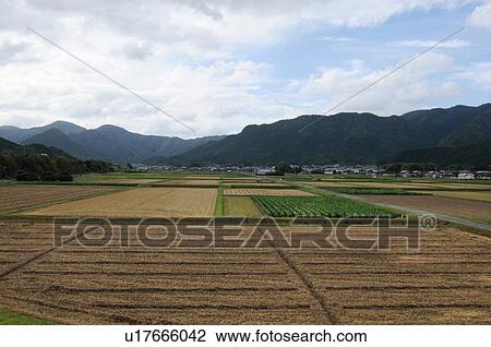 Rice field, Hyogo Prefecture, Japan View Large Photo Image Stock Image - Rice field, Hyogo Prefecture, Japan. Fotosearch