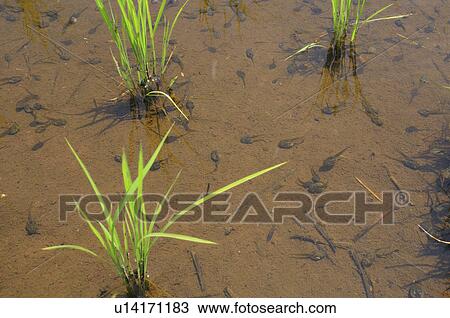 Stock Image - Rice paddy, Chiba Prefecture, Honshu, Japan. Fotosearch