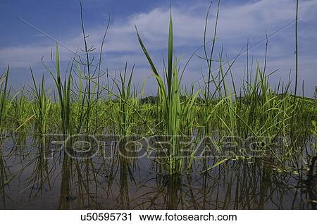 Rice paddy, Chiba Prefecture, Honshu, Japan View Large Photo Image Stock Image - Rice paddy, Chiba Prefecture, Honshu, Japan. Fotosearch