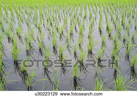 Rice paddy, Chiba Prefecture, Honshu, Japan View Large Photo Image Stock Photo - Rice paddy, Chiba Prefecture, Honshu, Japan. Fotosearch
