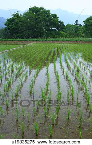 Stock Photography - Rice paddy, Saitama Prefecture, Honshu, Japan. Fotosearch