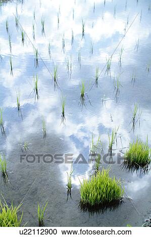 Rice paddy, Shiga Prefecture, Japan View Large Photo Image Stock Image - Rice paddy, Shiga Prefecture, Japan. Fotosearch