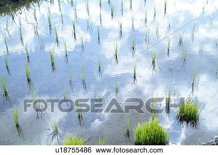 Stock Photograph - Rice paddy, Shiga Prefecture, Japan. Fotosearch