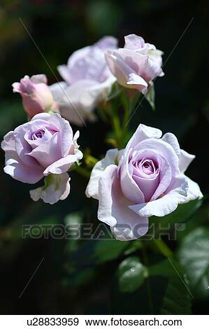 Stock Photo - Rink roses (Blue Bajou). Fotosearch