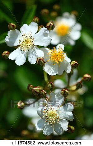 Stock Image - Rosa multiflora Thunb. var. adenochaeta (Koidz. ) Ohwi. Fotosearch