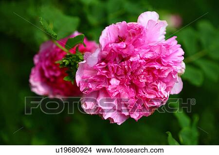 Rosa roxburghii View Large Photo Image Picture - Rosa roxburghii. Fotosearch