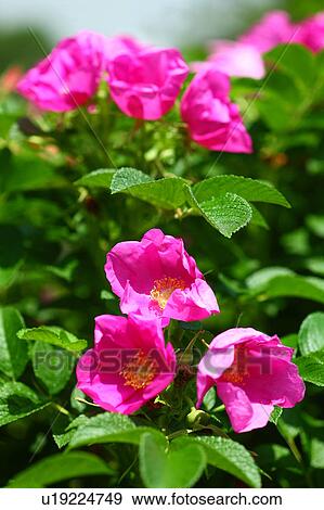 Rosa rugosa View Large Photo Image Stock Photo - Rosa rugosa. Fotosearch