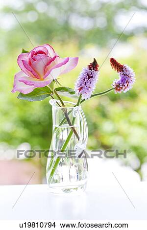 Picture - Rose and Chinese Pagoda Primrose Flowers in Vase. Fotosearch