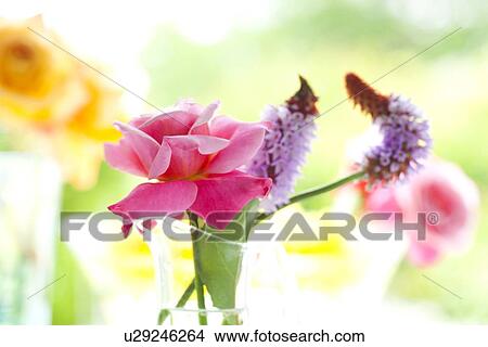 Picture - Rose and Chinese Pagoda Primrose Flowers in Vase. Fotosearch