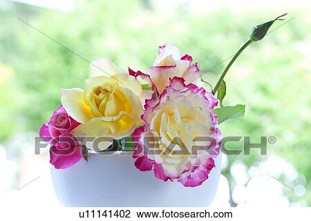 Stock Image - Rose Flowers. Fotosearch