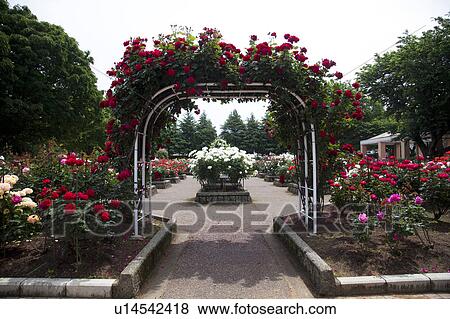 Rose Garden View Large Photo Image Stock Photo - Rose Garden. Fotosearch