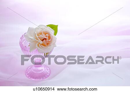 Picture - Rose in Bowl. Fotosearch