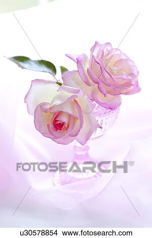 Picture - Rose in Bowl. Fotosearch