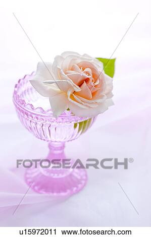 Stock Image - Rose in Bowl. Fotosearch