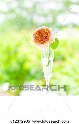 Rose in Champagne Flute View Large Photo Image Stock Photography - Rose in Champagne Flute. Fotosearch