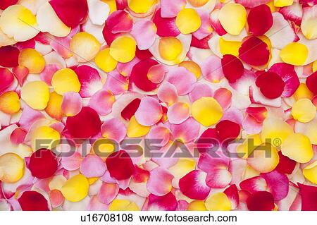 Rose Petals View Large Photo Image Stock Photo - Rose Petals. Fotosearch