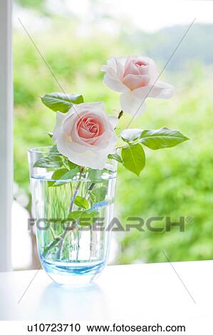 Rose View Large Photo Image Stock Image - Rose. Fotosearch