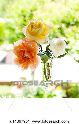 Roses in Champagne Flute View Large Photo Image Stock Image - Roses in Champagne Flute. Fotosearch