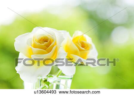 Roses View Large Photo Image Stock Image - Roses. Fotosearch