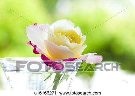 Stock Image - Roses. Fotosearch