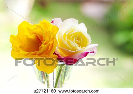 Roses View Large Photo Image Stock Image - Roses. Fotosearch