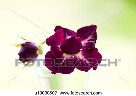 Roses View Large Photo Image Stock Photo - Roses. Fotosearch