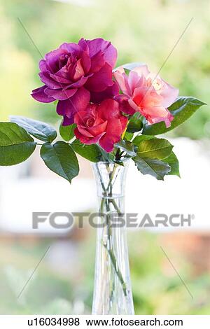 Roses View Large Photo Image Stock Photo - Roses. Fotosearch