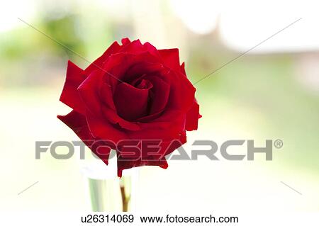 Stock Photo - Roses. Fotosearch
