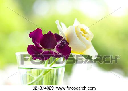 Roses View Large Photo Image Stock Photo - Roses. Fotosearch