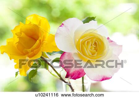 Roses View Large Photo Image Stock Photograph - Roses. Fotosearch