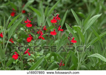 Stock Image - Sage Flowers. Fotosearch