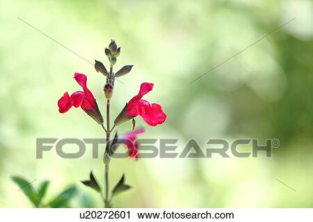 Sage Flowers View Large Photo Image Stock Image - Sage Flowers. Fotosearch
