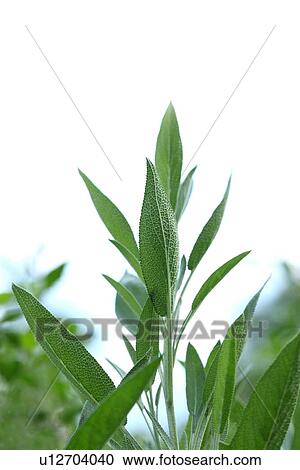 Sage View Large Photo Image Stock Image - Sage. Fotosearch
