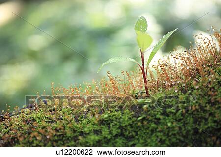 Sapling and moss View Large Photo Image Stock Image - Sapling and moss. Fotosearch