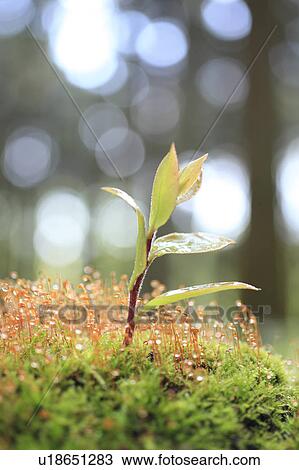 Sapling and moss View Large Photo Image Stock Image - Sapling and moss. Fotosearch