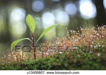 Stock Photo - Sapling and moss. Fotosearch