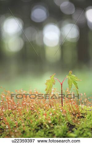 Sapling of Japanese maple tree and moss View Large Photo Image Stock Photo - Sapling of Japanese maple tree and moss. Fotosearch